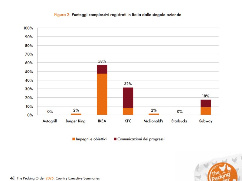 pollo esseri animali 1