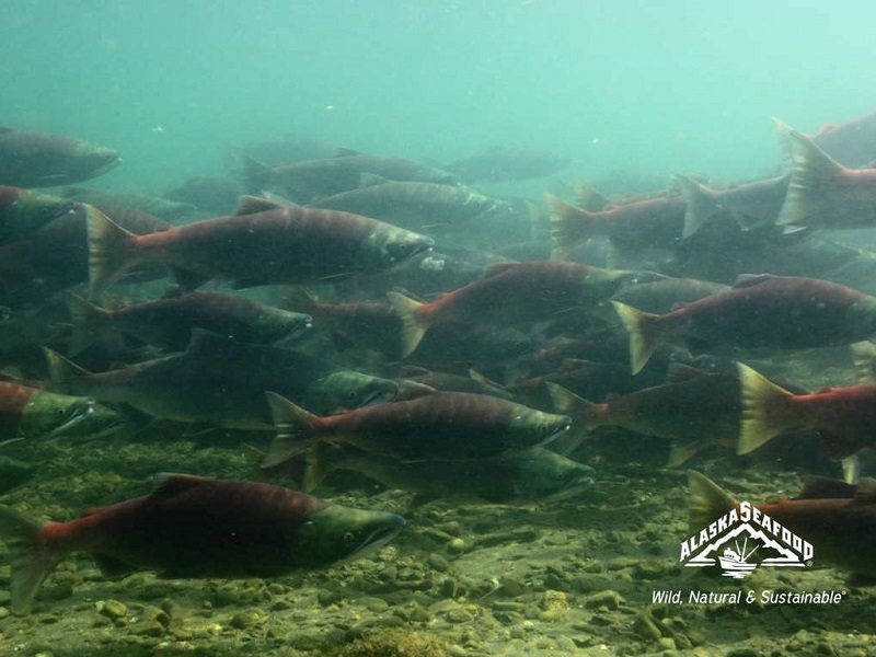 alaska pesce 2