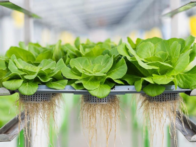 Agricooltur 1