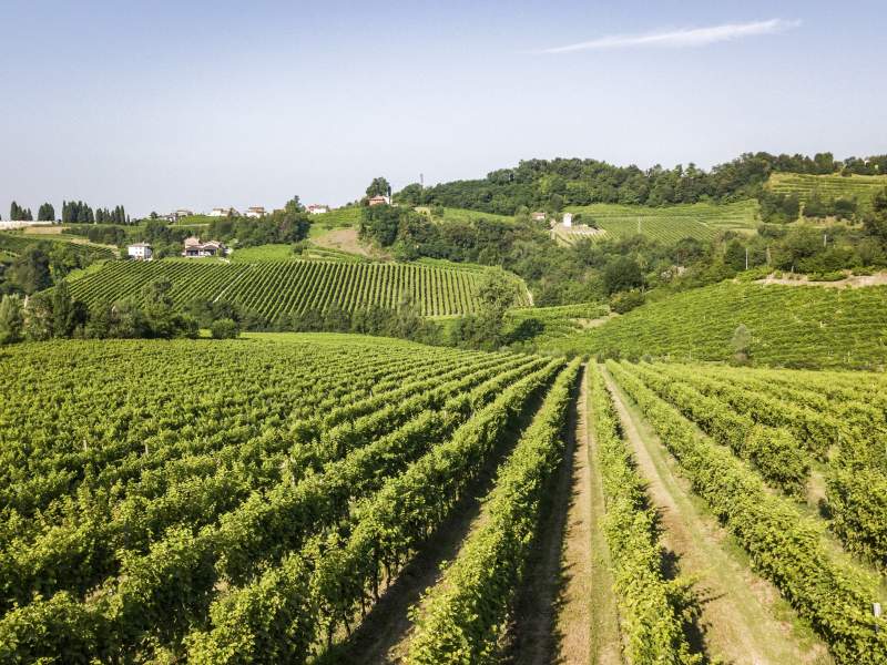 I vigneti dove nasce il Prosecco Superiore Docg di Perlage I vigneti dove nasce il Prosecco Superiore Docg di Perlage