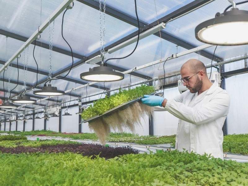 Il sistema di agricoltura aeroponica di Agricooltur si apre al franchising Il sistema di agricoltura aeroponica di Agricooltur si apre al franchising